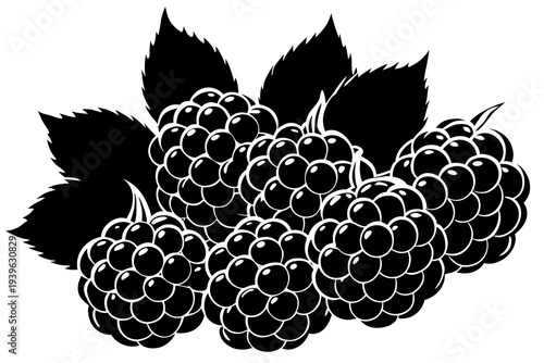 Monochrome illustration of ripe blackberries with detailed leaves highlighting natural patterns and shapes