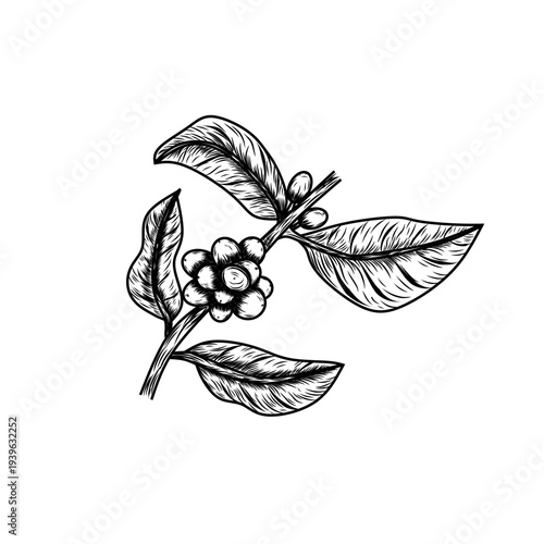 Minimalist Black and White Arabica Plant Art