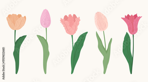 Vector collection of hand drawn tulip flowers in pink orange and red colors. Elegant botanical illustrations with green leaves isolated on light background. Perfect for spring and floral design.