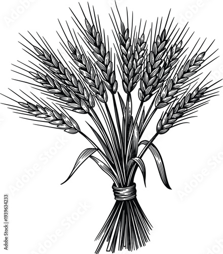 Classic woodcut bundle of organic wheat ears, traditional farming harvest illustration for flour mill branding