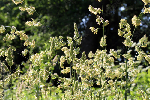 The herb Dactylis glomerata grows in nature