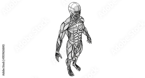 Bild auf Leinwand Intricate anatomical illustration of a human figure, detailed and artistic