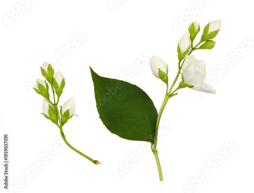 Set of Jasmine (Philadelphus) sprigs with buds and leaves isolated on white or transparent background