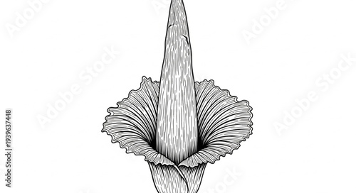 Detailed black and white illustration of a rare Amorphophallus titanum flower.