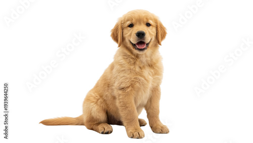 Fotografie Cute happy golden retriever puppy dog sitting isolated on white background