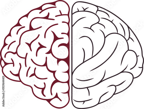 Human brain with split left and right hemispheres in red and black lines left hemisphere