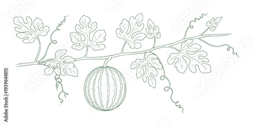 Watermelon vine with fruit and leaves, vector line art illustration on transparent background