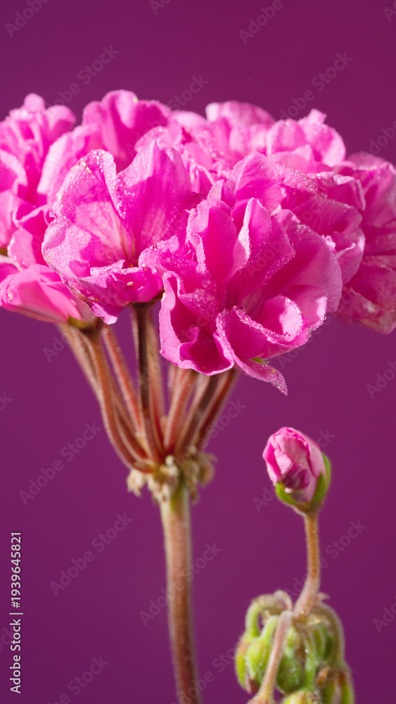 Obraz premium Vibrant geranium portrait with clustered buds and saturated magenta tones, studio composition focuses on blossom structure and emerging growth, lively