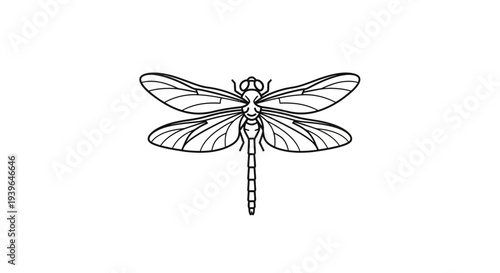 Dragonfly Line Art Illustration - Minimalist Insect Drawing