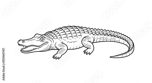 Hand-drawn illustration of an alligator in black and white