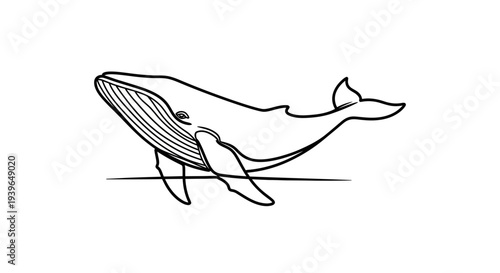 Minimalist Whale Line Drawing Illustration
