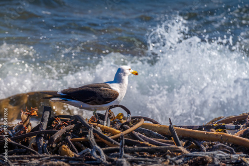 Seagull perching on rocky coast at Cape of Good Hope South Africa