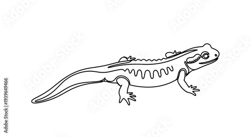 Outline Drawing of a Newt, Isolated on White Background