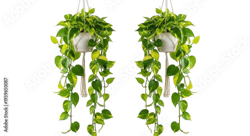 Two hanging pothos plants in macrame planters on transparent background