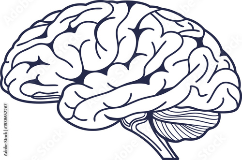 Navy blue line of a human brain with detailed curved folds line navy blue white background