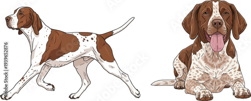 Braque Saint Germain dog walking trotting lying down pose set