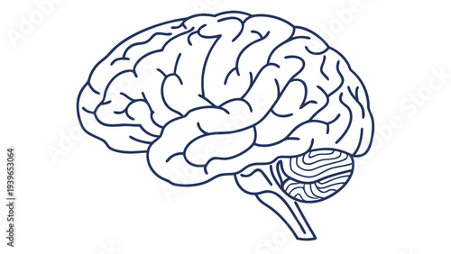 Simple human brain outline in dark blue lines on white background simple brain outline