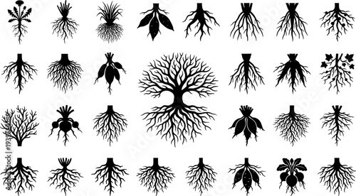 Plant root system silhouette icon vector illustration set featuring tree, taproots, fibrous roots, bulbs, and botanical motifs