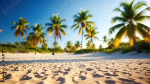 Golden sand meets tall palm trees under bright sky