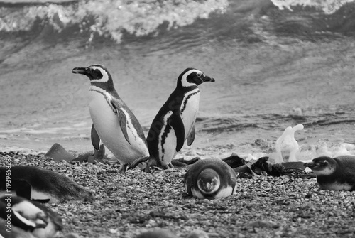 Magellan Penguins (order Sphenisciformes, family Spheniscidae) are a group of aquatic, flightless birds living almost exclusively in the southern hemisphere, especially in Antarctica.
