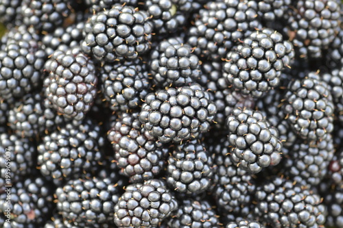 Close-up Background with Ripe Thornless Blackberries, Fresh Black Fruit Known as Rubus Fruticosus Cluster