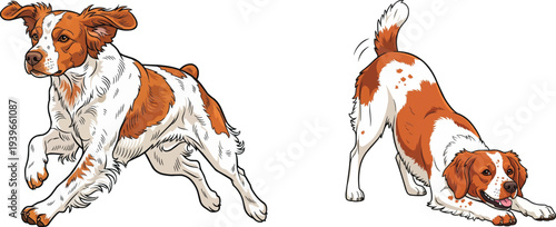 Brittany dog running energetic play bow illustration pose set