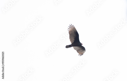 Turkey Vulture