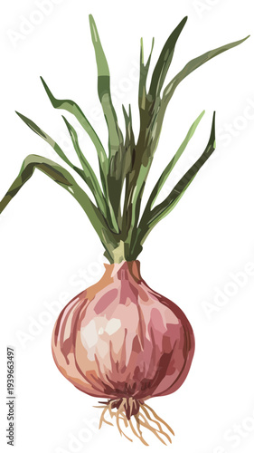 Detailed watercolor style digital vector illustration of red onion bulb with green leaves and roots isolated on white background for cooking and gardening concepts