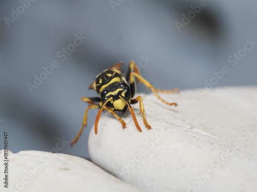 Avispa polistina con patrón de coloración aposemático en amarillo y negro. Presenta antenas articuladas, ojos compuestos y una estructura corporal estrechada que caracteriza a estos himenópteros socia