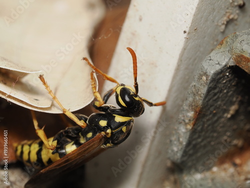 Avispa polistina con patrón de coloración aposemático en amarillo y negro. Presenta antenas articuladas, ojos compuestos y una estructura corporal estrechada que caracteriza a estos himenópteros socia