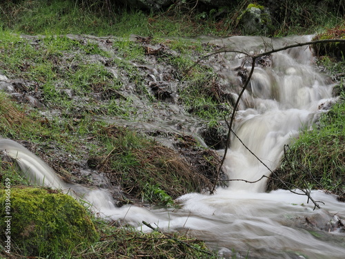 Obraz na plátně Corriente de agua que fluye sobre un terreno cubierto de hierba, musgo y restos orgánicos