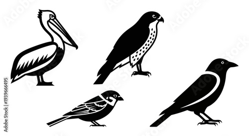 Set of Different Birds Illustrations in Black and White: Pelican, Falcon, Sparrow, and Crow