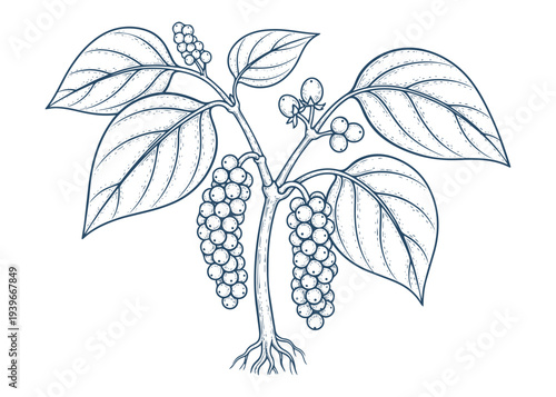 Black pepper plant vector illustration with realistic leaves and organic peppercorns on branches