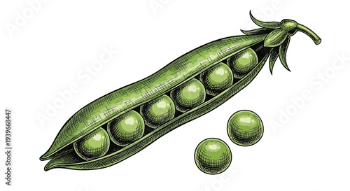 Fresh green pea pod vector illustration featuring individual peas inside and two loose ones separately.