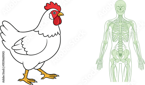 White hen chicken farm animal and detailed human skeletal system anatomy with bone structure isolated on white background flat vector illustration.