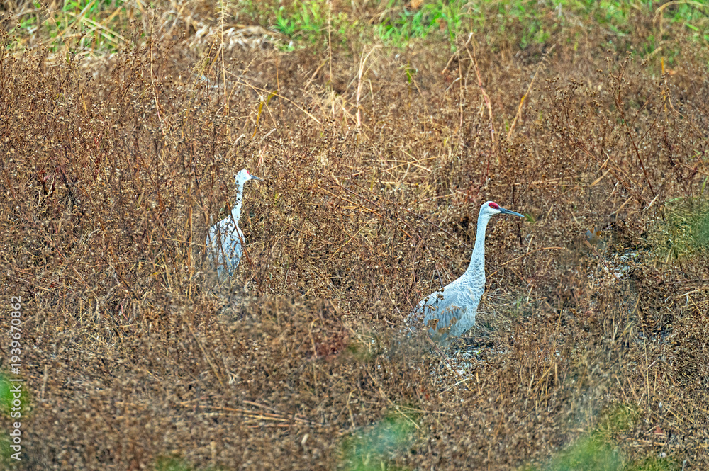 Naklejka premium A Pair of Sandhill Cranes Feeding in a Wetland