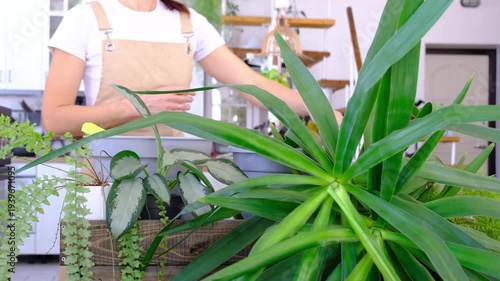 Repotting and caring home plant Yucca into new pot in home interior. Woman breeds and grows plants hobby, holds tropical plant Dracaena