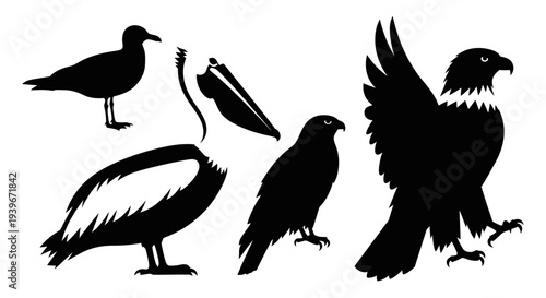 Bird silhouettes set including eagle, pelican, seagull, and hawk vector illustration