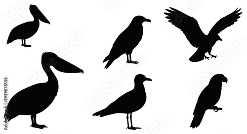 Bird Silhouettes Collection: Various Wild Birds in Black Outline on White Background