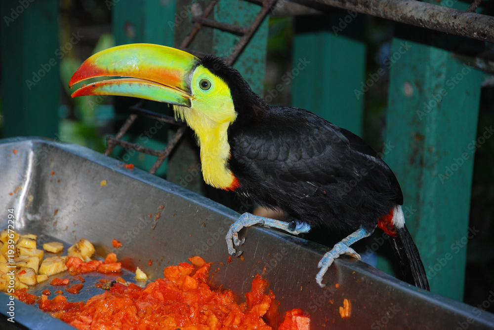 Obraz premium Toucans are members of the family Ramphastidae of near passerine birds from the Neotropics. The Ramphastidae family is most closely related to the American barbets.