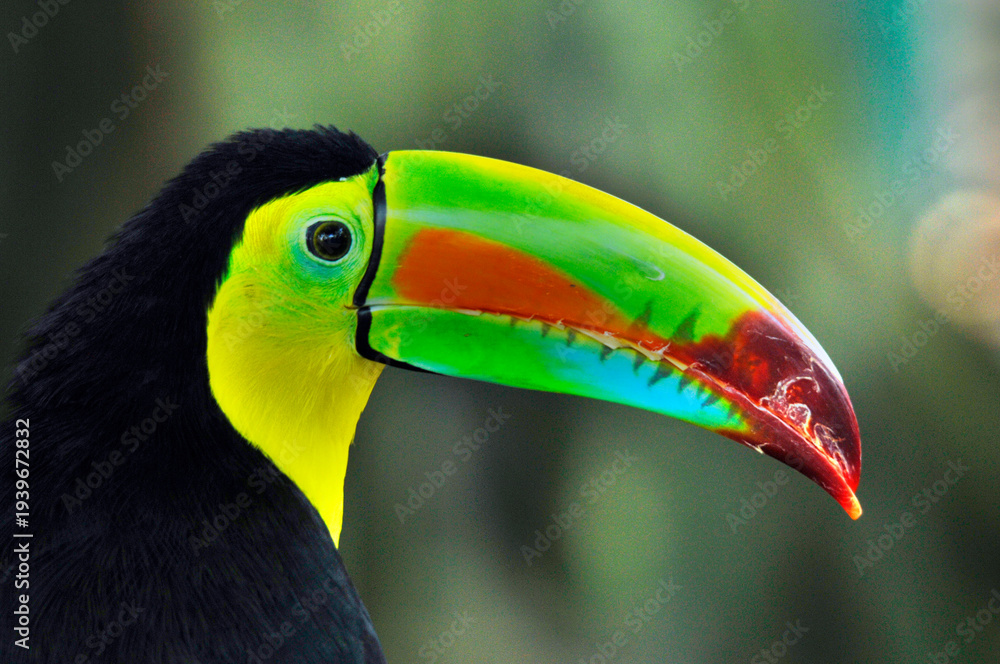 Naklejka premium Toucans are members of the family Ramphastidae of near passerine birds from the Neotropics. The Ramphastidae family is most closely related to the American barbets.