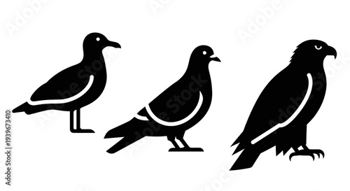 Black Bird Silhouettes: Seagull, Pigeon, and Eagle Wildlife Icons