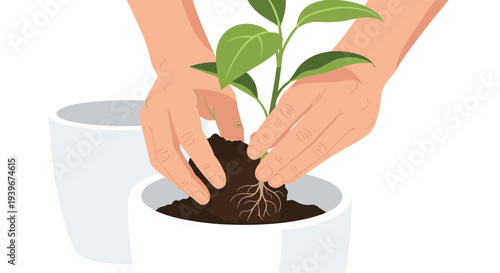 Two human hands are delicately transplanting a vibrant green seedling with an exposed root system into a new white pot filled with rich soil.