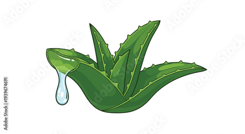 A vibrant green aloe vera plant with spiky leaves is depicted on a white background, with a single clear gel drop dripping from a cut leaf.