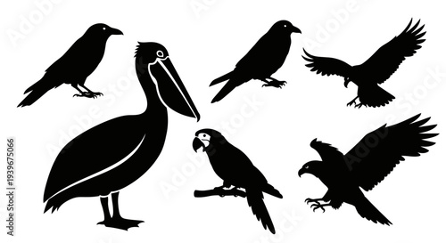 Diverse Bird Silhouettes Collection: Pelican, Crow, Eagle, Parrot Vector Set