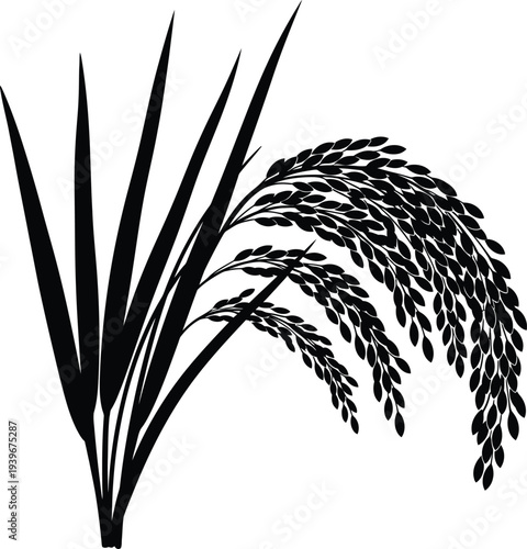 Vector of a rice stalk with long leaves and drooping grains
