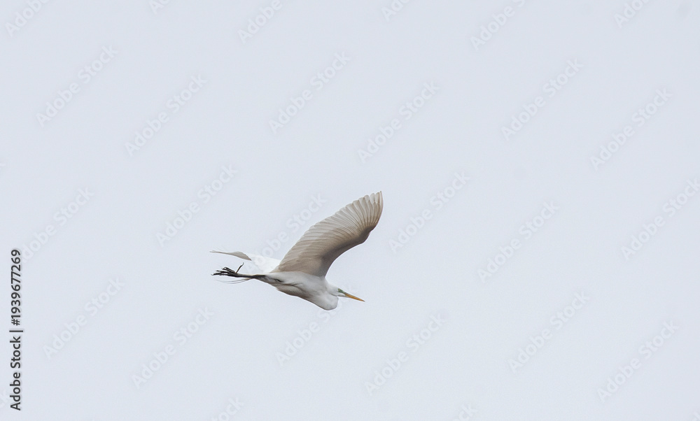 Obraz premium Great Egret