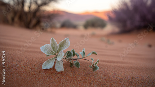 Wallpaper Mural Small flower on desert sand at sunset Torontodigital.ca