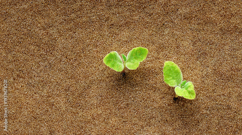 Wallpaper Mural Young green plant sprouting from brown soil with dew-covered leaves Torontodigital.ca