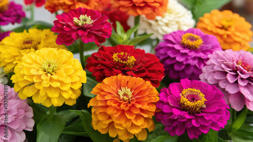 Wallpaper Mural Vibrant Zinnia Flowers in Full Bloom Torontodigital.ca